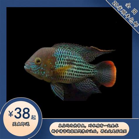 Купить Смотреть красная рыба хвост императорская корона рыбы голубая ...