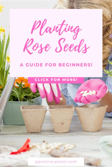 How To Grow Roses From Seed The Simple Way That Works Artofit