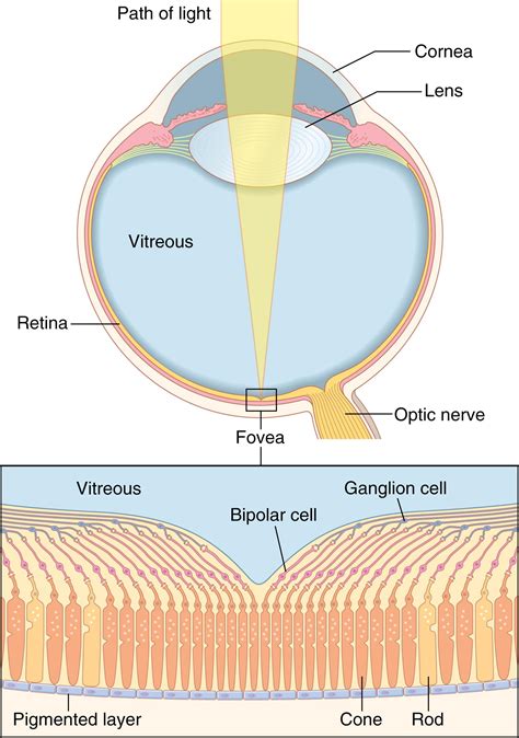The Eye: II. Receptor and Neural Function of the Retina - Clinical Tree
