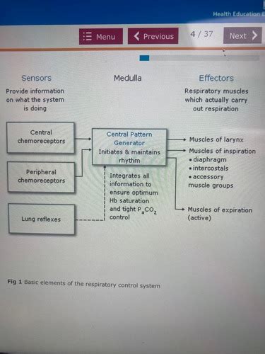 Physiology Respiratory Control Of Breathing Flashcards Quizlet