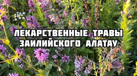 Основные лекарственные травы Заилийского Алатау - YouTube