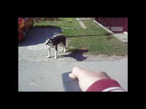 DOG CHASER - DOG (AND CAT) REPELLER - YouTube