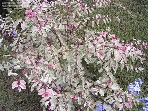 PlantFiles Pictures: Breynia, Redleaf Breynia, Snow Bush, Snow-on-the ...