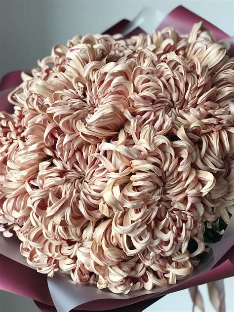 Хризантема виена - фото и картинки: 64 штук