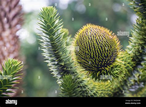 Monkey Ball Tree Chile Stock Photo Alamy