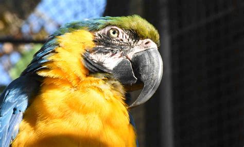 Guacamayo azul | Zoo Barcelona