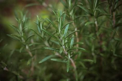 The 12 Best Deer-Resistant Herbs for Your Garden — Gardening, Herbs, Plants, and Product Reviews