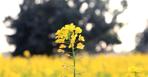 Mustard Seeds of Action and Hope - Anglican Diocese of Ballarat