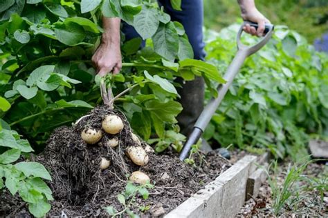 Aardappelen Kweken In Je Eigen Tuin Zo Lukt Het W L Gardeners World