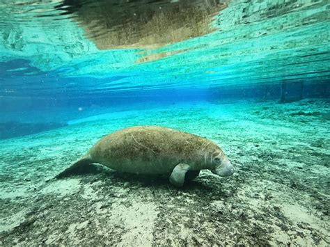 How to Swim with Manatees in Florida & Best Places To Do It