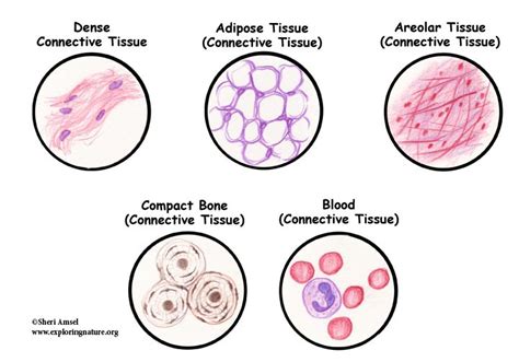 Match Each Connective Tissue Function With The Appropriate Image