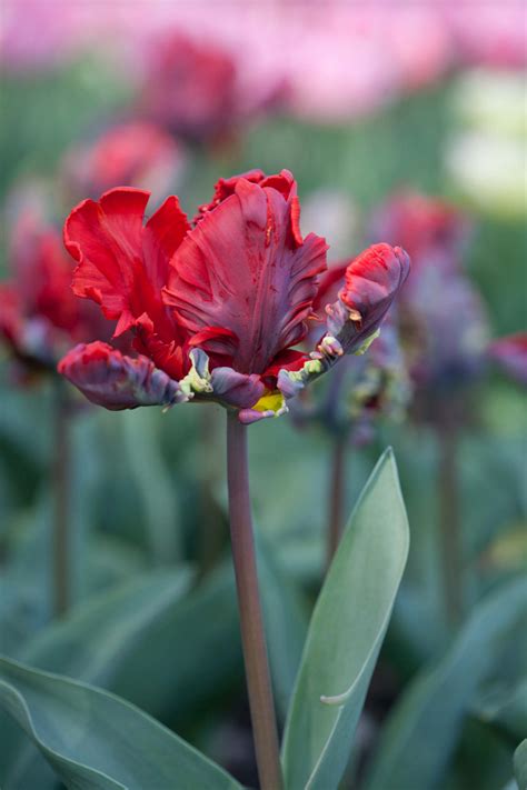 Tulipa 'Rococo' (10) | tulip 'Rococo' Bulbs/RHS