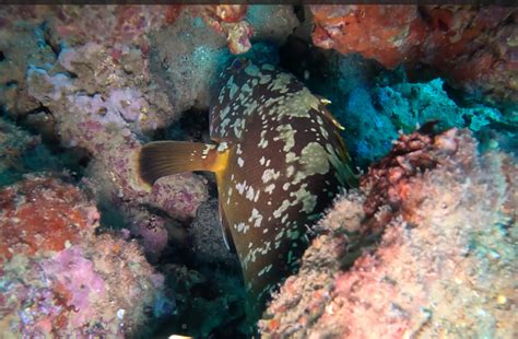 Epinephelus Marginatus Mero Espècies Marines Del Mediterrani