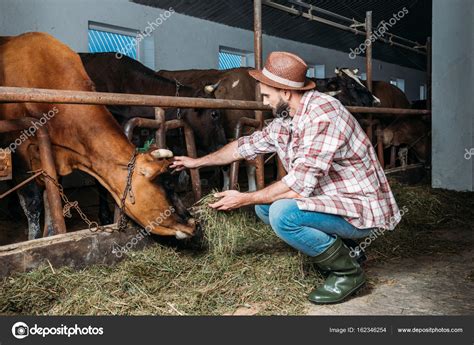 Male Farmer Feeding Cows — Stock Photo © Sashakhalabuzar 162346254