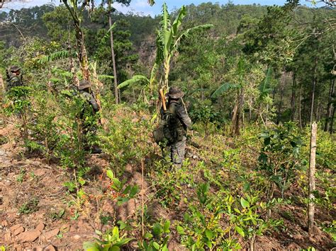 Actualización Autoridades localizan segunda plantación de hoja de