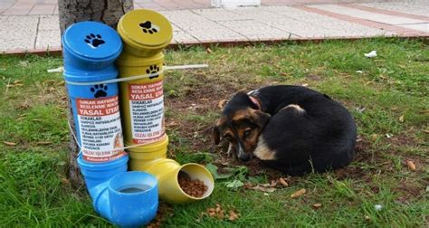 Fatsa da Sokak Hayvanları Için Kulübe Ve Mama Kapları Yerleştirildi Ordu