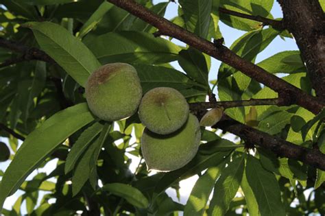 Green Peaches Stock Photo Download Image Now Fruit Fruit Tree