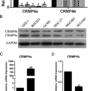 CRMP4a overexpression or CRMP4b silencing suppressed cell cycle in ...