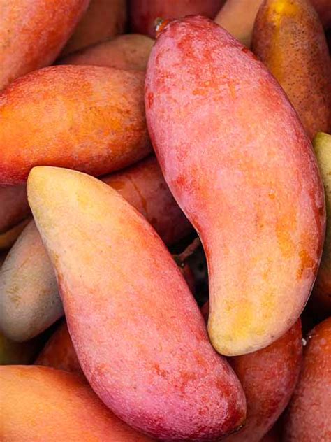 Red Banana Mango Fruit Plant