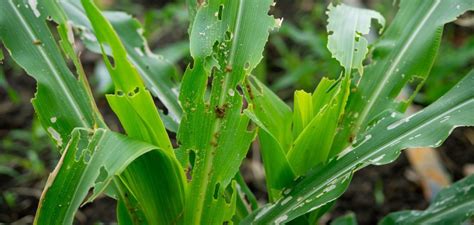 Understanding And Managing Pesticide Resistance Greenlife 2025 Update