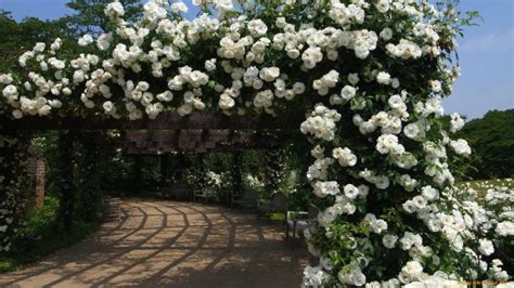 45 волшебных арок из плетистых роз | Живу за городом