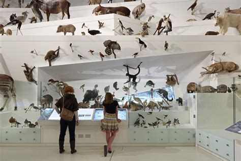 Melbourne Museum’s much-loved taxidermy exhibition is closing ...