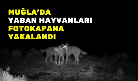 MUĞLADA YABAN HAYVANLARI FOTOKAPANA YAKALANDI Haber48 Son Dakika