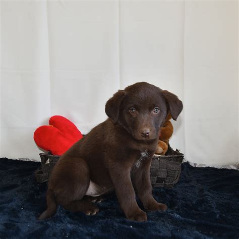 Lassie - Labrador Retriever and Australian Shepherd Hybrid Puppy for Sale in Fresno, OH