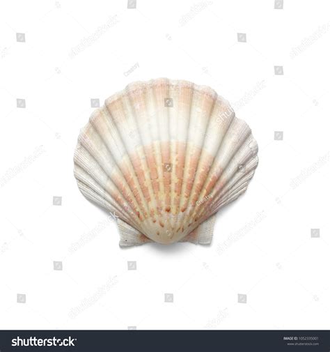 40,387 Shadow Shell Images, Stock Photos & Vectors | Shutterstock