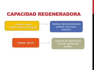 Cicatrizacion Y Regeneracion Tisular Guiada Ppt