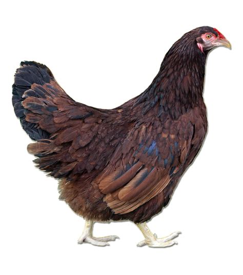 Buckeye Pullet Wilco Farm Stores