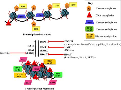 A model depicting epigenetic modifications associated with different ...