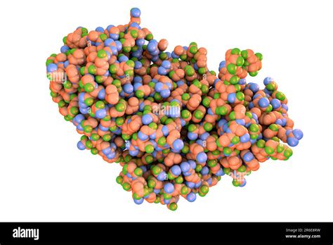 Ricin Computer Model Of A Molecule Of The Toxic Protein Ricin It