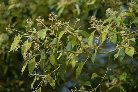 Camphor Tree Care And Growing Guide Plantly