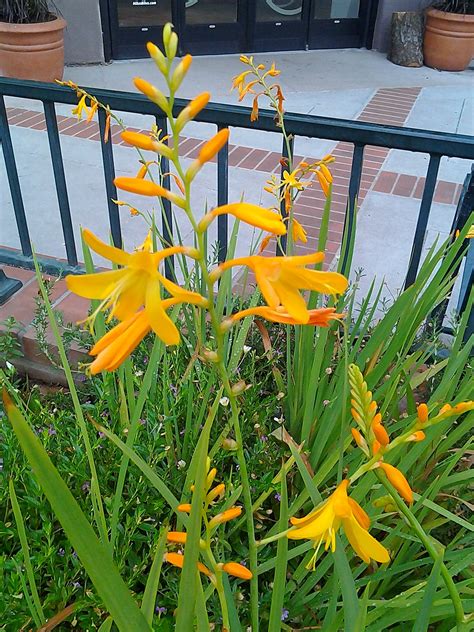 Montbretia – Tony Tomeo