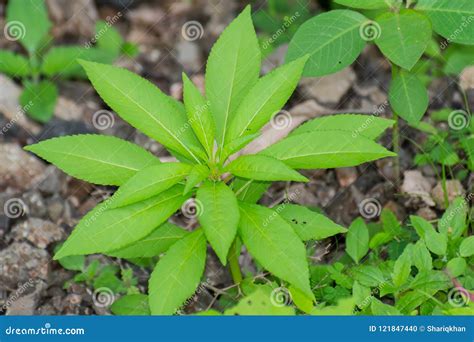 Impatiens Balsamina Stock Photo Image Of Plant Balsamina 121847440
