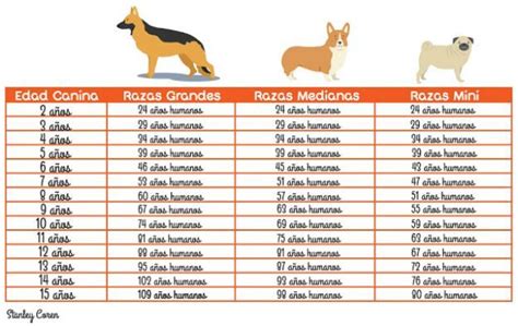 descubre la edad exacta de tu perro edad perruna edad perros perros