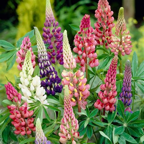 Lupine Gallery Mix Lupinus American Meadows