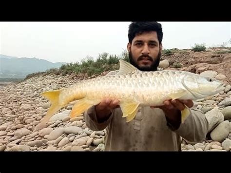 Golden Mahseer Fish Catch Poonch River Best Unique Fish In The World