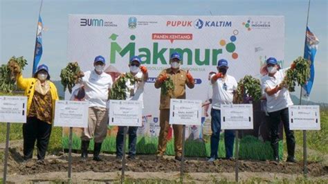 Program Makmur Pupuk Kaltim Tingkatkan Produktivitas Kentang Di Malang