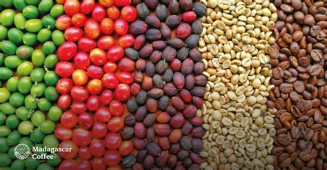 Madagascar Coffee Company on LinkedIn: Would you like your coffee to…