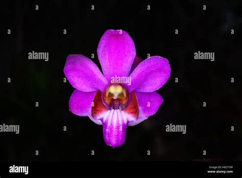 Doritis Pulcherrima Orchids At Phu Kradueng National Park Stock Photo