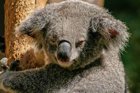 Free Images : animal, cute, bear, wildlife, mammal, fauna, australia ...