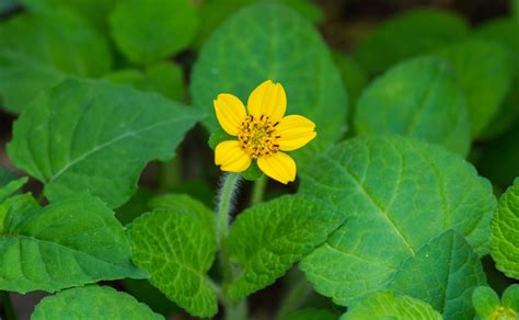 All Native Plants Direct Native Plants