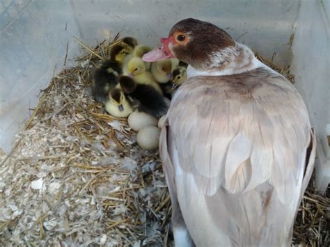 Muscovy Duckling Colors Backyard Chickens Learn How To Raise Chickens
