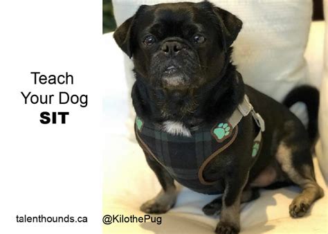 teach  dog  sit talent hounds