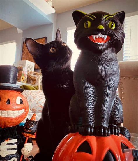 Black Cat Halloween Decorations : r/accidentalrockwell