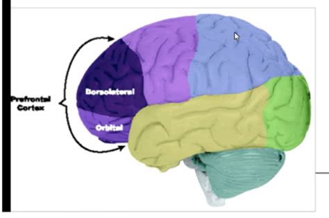 Neuro Final Exam Cognition Part 2 Executive Function Flashcards