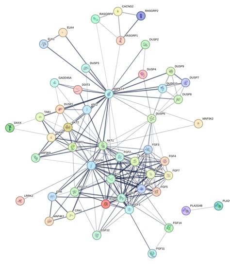 PathCards :: MAPK signaling pathway Pathway and related pathways