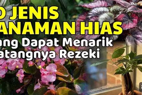 Tanaman Hias Yang Diklaim Membawa Keberuntungan Dan Kekayaan Timenews